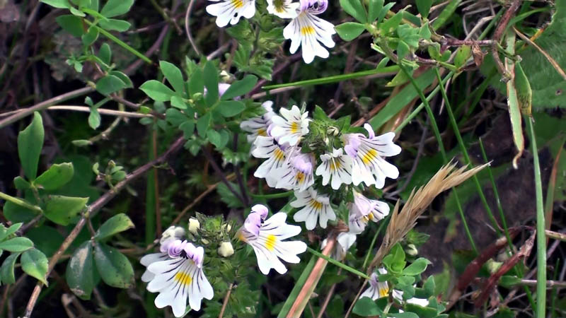 Euphrasia sp.